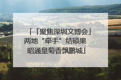 「聚焦深圳文博会」两地“牵手”结硕果 昭通皇菊香飘鹏城