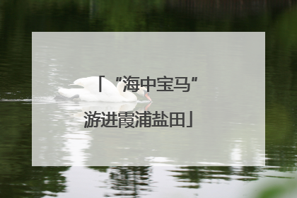 “海中宝马”游进霞浦盐田