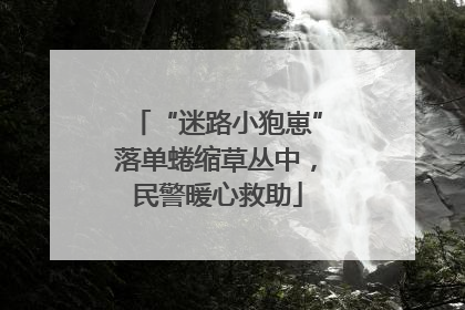 “迷路小狍崽”落单蜷缩草丛中，民警暖心救助