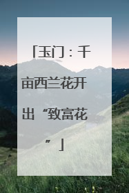 玉门：千亩西兰花开出“致富花”