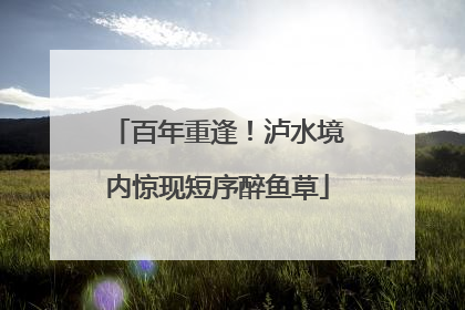 百年重逢！泸水境内惊现短序醉鱼草