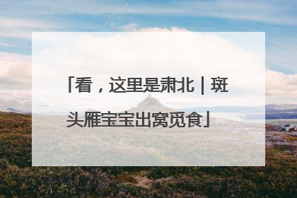 看，这里是肃北｜斑头雁宝宝出窝觅食