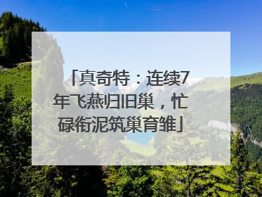 真奇特：连续7年飞燕归旧巢，忙碌衔泥筑巢育雏