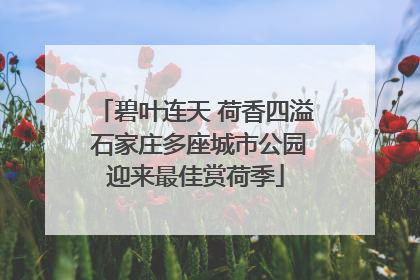 碧叶连天 荷香四溢 石家庄多座城市公园迎来最佳赏荷季