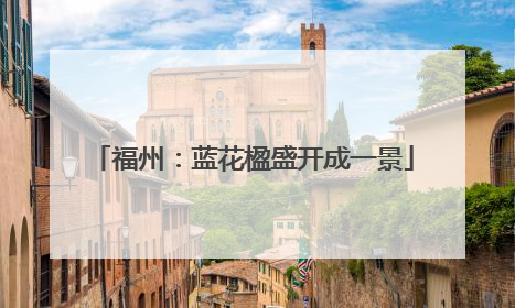 福州：蓝花楹盛开成一景