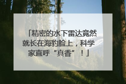 精密的水下雷达竟然就长在海豹脸上，科学家直呼“真香”！
