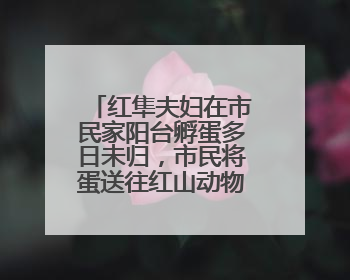 红隼夫妇在市民家阳台孵蛋多日未归，市民将蛋送往红山动物园“抢救”
