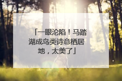 一眼沦陷！马踏湖成鸟类诗意栖居地，太美了