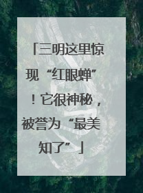 三明这里惊现“红眼蝉”！它很神秘，被誉为“最美知了”