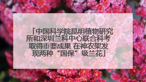 中国科学院昆明植物研究所和深圳兰科中心联合科考取得重要成果 在神农架发现两种“国保”级兰花