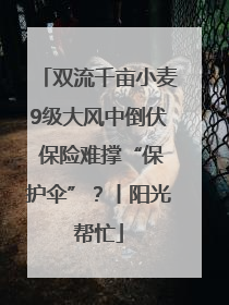 双流千亩小麦9级大风中倒伏 保险难撑“保护伞”？丨阳光帮忙