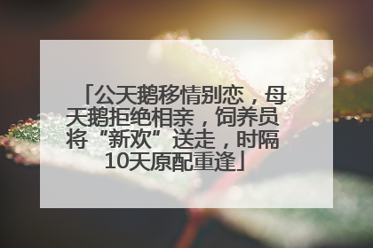 公天鹅移情别恋，母天鹅拒绝相亲，饲养员将“新欢”送走，时隔10天原配重逢