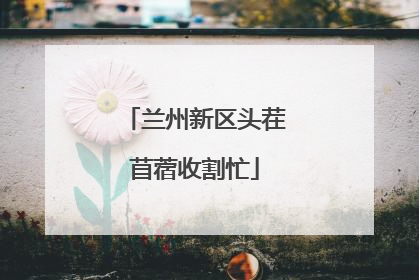 兰州新区头茬苜蓿收割忙