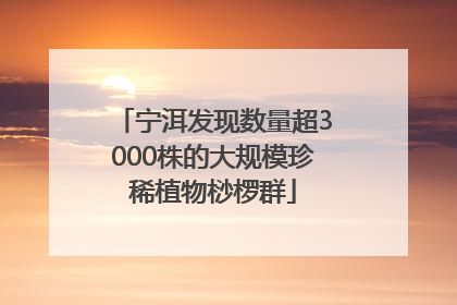 宁洱发现数量超3000株的大规模珍稀植物桫椤群