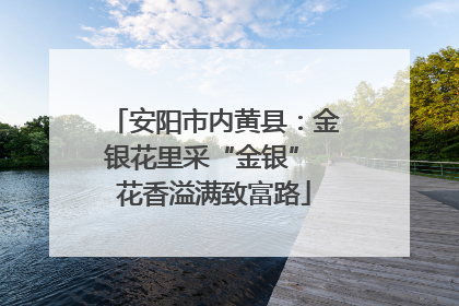 安阳市内黄县：金银花里采“金银” 花香溢满致富路
