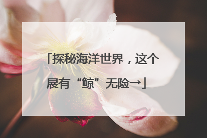 探秘海洋世界，这个展有“鲸”无险→