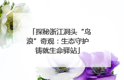 探秘浙江洞头“鸟浪”奇观：生态守护铸就生命驿站