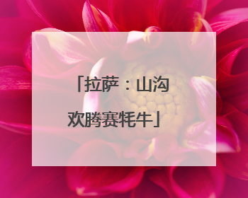 拉萨：山沟欢腾赛牦牛