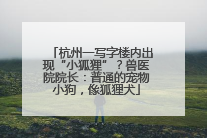 杭州一写字楼内出现“小狐狸”？兽医院院长：普通的宠物小狗，像狐狸犬