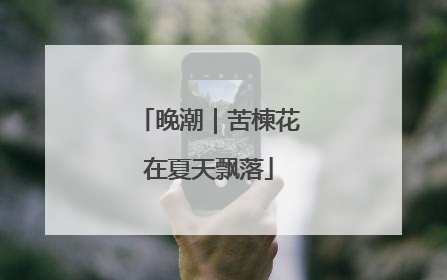 晚潮｜苦楝花在夏天飘落