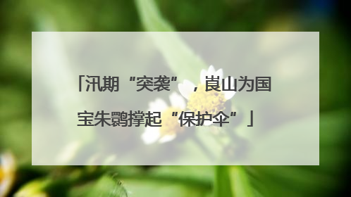 汛期“突袭”，崀山为国宝朱鹮撑起“保护伞”