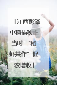 江西彭泽中稻插秧正当时 “稻虾共作”促农增收