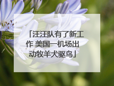 汪汪队有了新工作 美国一机场出动牧羊犬驱鸟