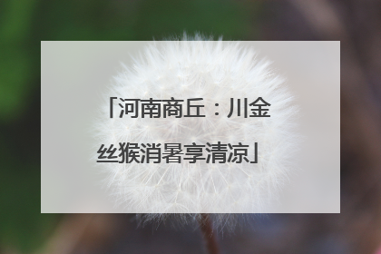 河南商丘：川金丝猴消暑享清凉