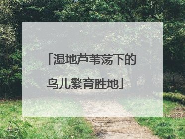 湿地芦苇荡下的鸟儿繁育胜地