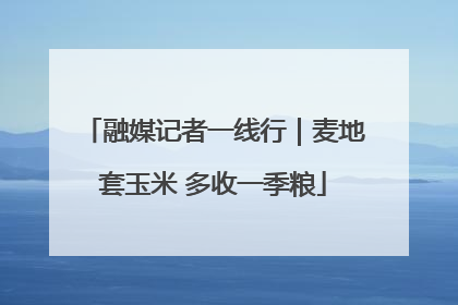 融媒记者一线行|麦地套玉米 多收一季粮