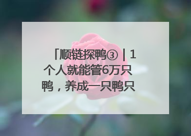 顺链探鸭③｜1个人就能管6万只鸭，养成一只鸭只需50多天