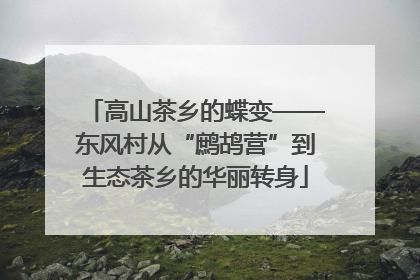 高山茶乡的蝶变——东风村从“鹧鸪营”到生态茶乡的华丽转身