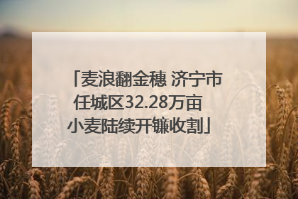 麦浪翻金穗 济宁市任城区32.28万亩小麦陆续开镰收割