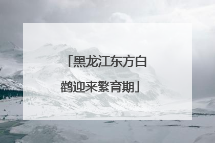 黑龙江东方白鹳迎来繁育期