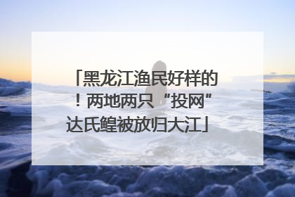 黑龙江渔民好样的！两地两只“投网”达氏鳇被放归大江