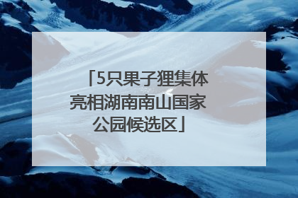 5只果子狸集体亮相湖南南山国家公园候选区