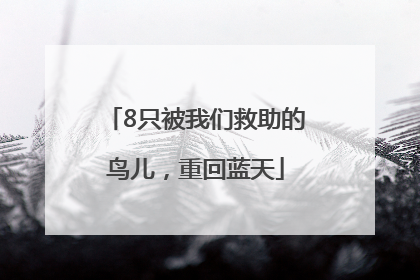 8只被我们救助的鸟儿，重回蓝天